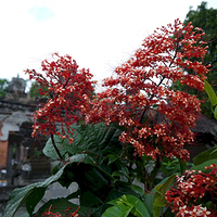 Photo de Bali - Autour de Munduk